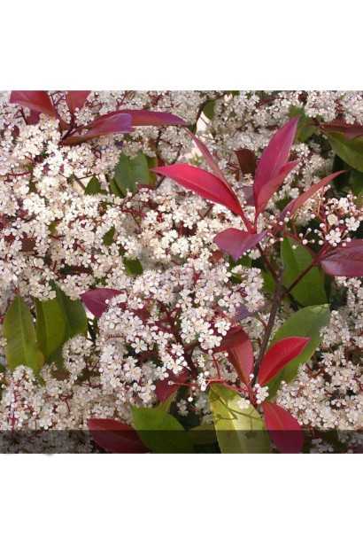 Фотинія ’Red Robin’ квіти